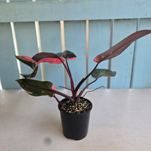 Load image into Gallery viewer, #R68 Philodendron Pink Princess