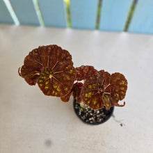 Load image into Gallery viewer, #RA4 Begonia Cowardly Lion