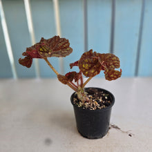 Load image into Gallery viewer, #RA4 Begonia Cowardly Lion