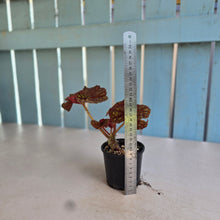 Load image into Gallery viewer, #RA4 Begonia Cowardly Lion