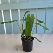 Load image into Gallery viewer, #RD47 Two x Philodendron Tenue