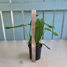 Load image into Gallery viewer, #RD47 Two x Philodendron Tenue