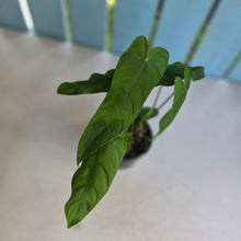 Load image into Gallery viewer, #RD47 Two x Philodendron Tenue