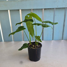 Load image into Gallery viewer, #RD47 Two x Philodendron Tenue
