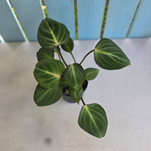 Load image into Gallery viewer, #RD26 Philodendron Gloriosum