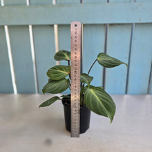Load image into Gallery viewer, #RD26 Philodendron Gloriosum