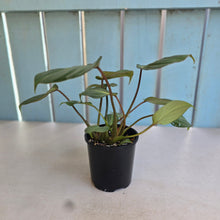 Load image into Gallery viewer, #RD26 Philodendron Gloriosum
