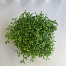 Load image into Gallery viewer, #R117 Selaginella Kraussiana - Green Club Moss