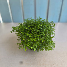 Load image into Gallery viewer, #R117 Selaginella Kraussiana - Green Club Moss