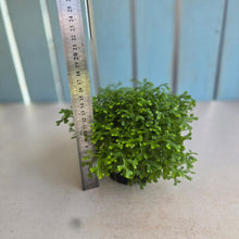 Load image into Gallery viewer, #R117 Selaginella Kraussiana - Green Club Moss