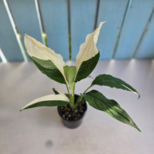 Load image into Gallery viewer, #D999 Spathiphyllum Picasso