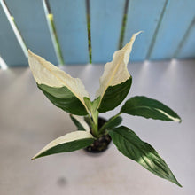 Load image into Gallery viewer, #D999 Spathiphyllum Picasso
