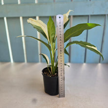Load image into Gallery viewer, #D999 Spathiphyllum Picasso