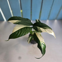 Load image into Gallery viewer, #D729 Spathiphyllum Picasso