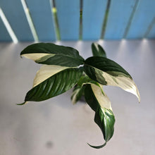 Load image into Gallery viewer, #D729 Spathiphyllum Picasso