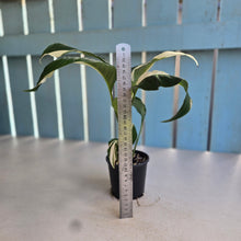 Load image into Gallery viewer, #D729 Spathiphyllum Picasso