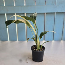 Load image into Gallery viewer, #D729 Spathiphyllum Picasso