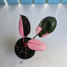 Load image into Gallery viewer, #R46 Philodendron Pink Princess