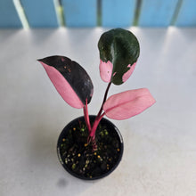 Load image into Gallery viewer, #R46 Philodendron Pink Princess