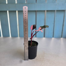 Load image into Gallery viewer, #R46 Philodendron Pink Princess
