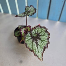 Load image into Gallery viewer, #R89 Begonia Unknown