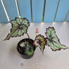 Load image into Gallery viewer, #R89 Begonia Unknown