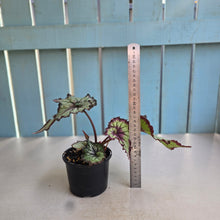 Load image into Gallery viewer, #R89 Begonia Unknown