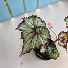 Load image into Gallery viewer, #R89 Begonia Unknown