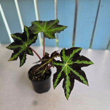 Load image into Gallery viewer, #R39 Begonia Heracleifolia