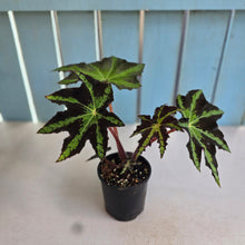 Load image into Gallery viewer, #R39 Begonia Heracleifolia