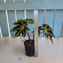 Load image into Gallery viewer, #R39 Begonia Heracleifolia
