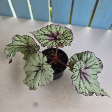 Load image into Gallery viewer, #R105 Begonia Unknown