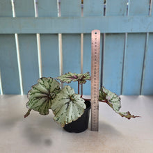 Load image into Gallery viewer, #R105 Begonia Unknown