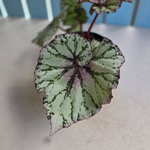 Load image into Gallery viewer, #R105 Begonia Unknown