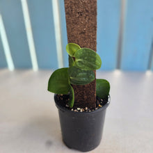Load image into Gallery viewer, #R112 Rhaphidophora Korthalsii