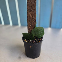 Load image into Gallery viewer, #R112 Rhaphidophora Korthalsii
