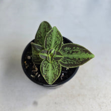 Load image into Gallery viewer, #RS1 Sonerila Cantonensis