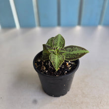 Load image into Gallery viewer, #RS1 Sonerila Cantonensis