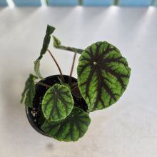Load image into Gallery viewer, #RD10 Begonia Quadrialata ssp. Nimbaensis