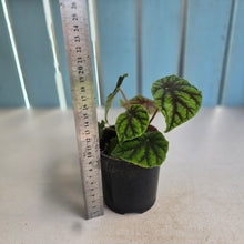 Load image into Gallery viewer, #RD10 Begonia Quadrialata ssp. Nimbaensis