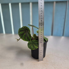 Load image into Gallery viewer, #RD10 Begonia Quadrialata ssp. Nimbaensis