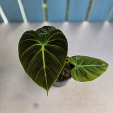 Load image into Gallery viewer, #R57 Philodendron El Choco