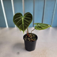 Load image into Gallery viewer, #R57 Philodendron El Choco