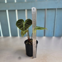 Load image into Gallery viewer, #R57 Philodendron El Choco