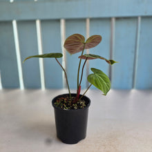 Load image into Gallery viewer, #R57 Philodendron El Choco