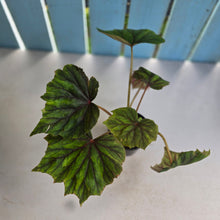 Load image into Gallery viewer, #RB5 Begonia Sericoneura
