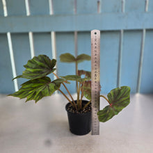 Load image into Gallery viewer, #RB5 Begonia Sericoneura