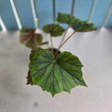 Load image into Gallery viewer, #RB5 Begonia Sericoneura