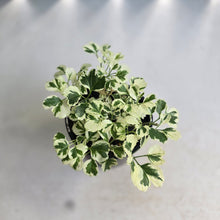 Load image into Gallery viewer, #RB23 Variegated Aralia