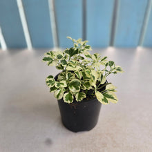 Load image into Gallery viewer, #RB23 Variegated Aralia